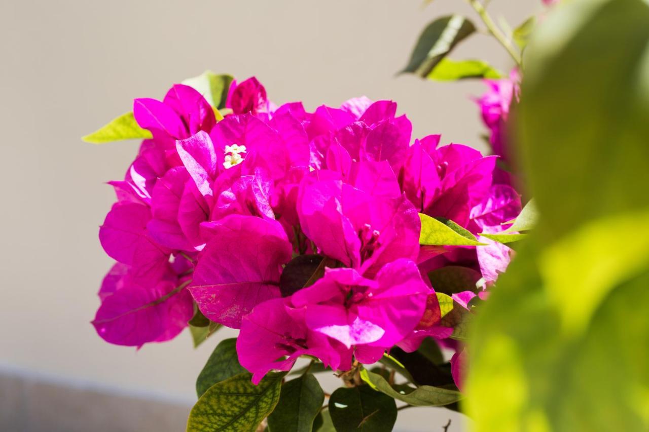 R&C Corfiot House Villa Achílleion Dış mekan fotoğraf